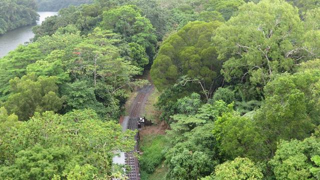 Daintree Rainforest